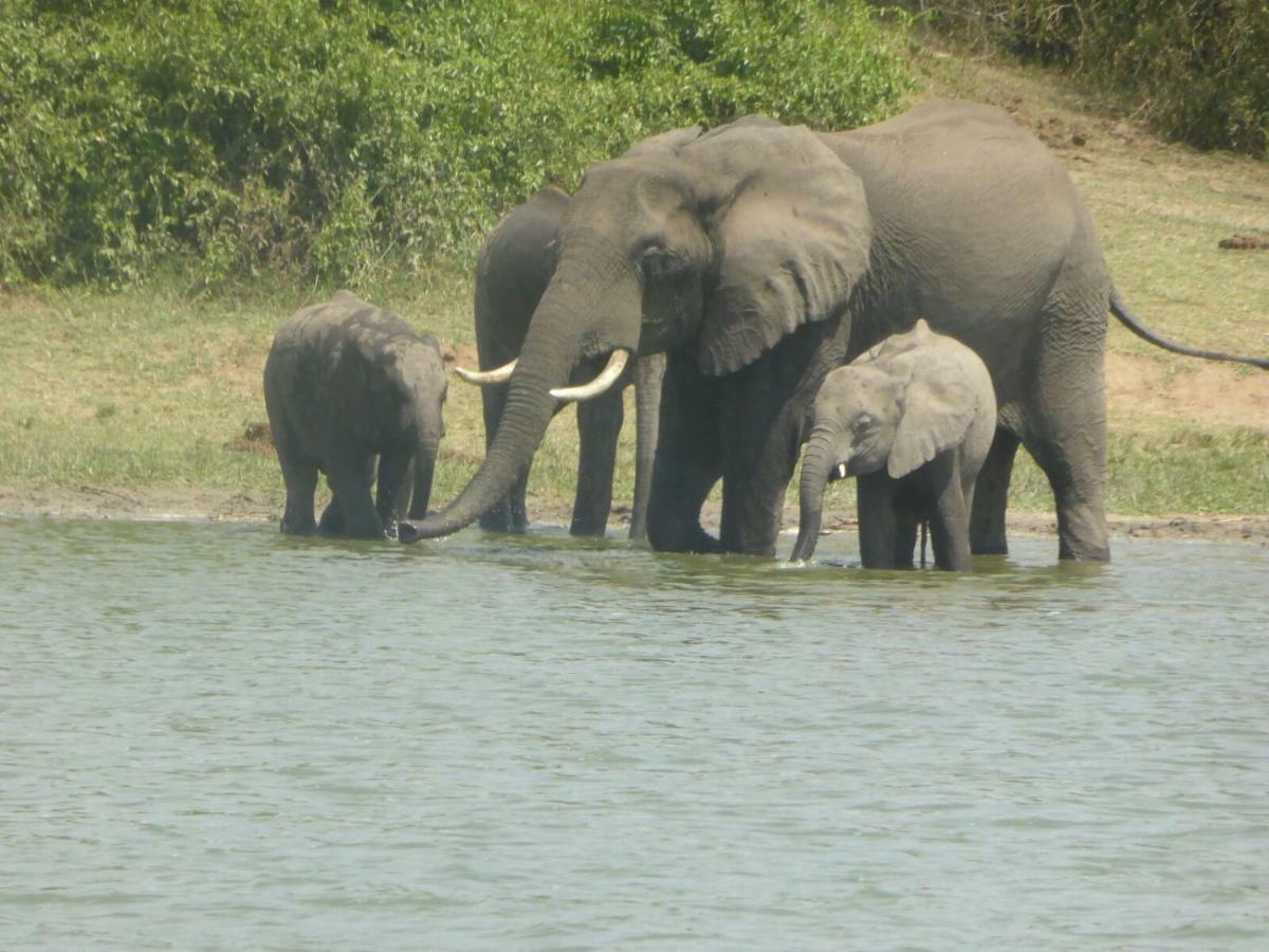 Irungu Forest Safari Lodge Katunguru Kültér fotó
